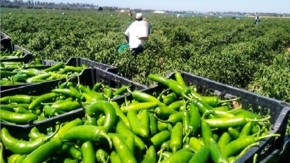Green Chilli - (10 KG) - Image 2