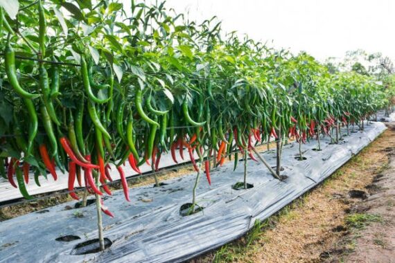 Green Chilli - (10 KG) - Image 3