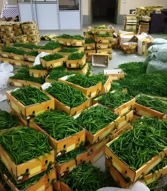 Green Chilli - (10 KG) - Image 4