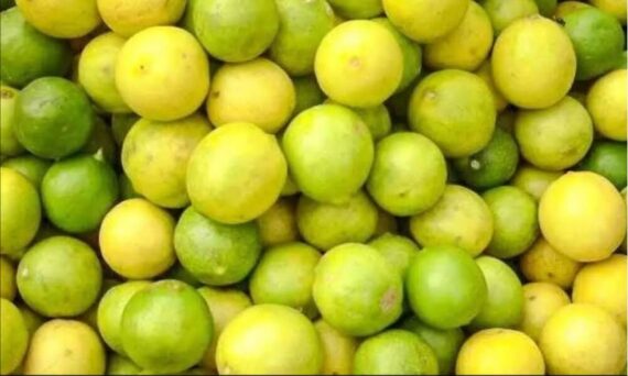 Lemons – (5 KG) - Image 3