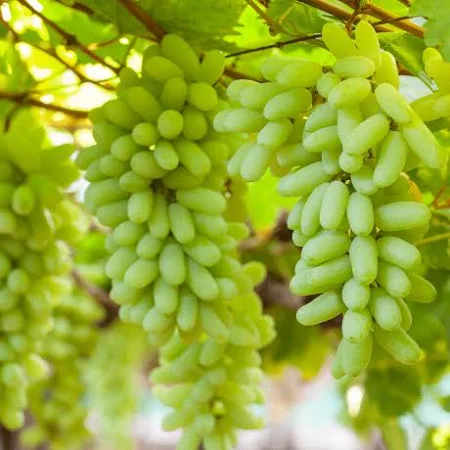 GRAPES - 10kg
